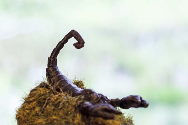 figurine scorpion